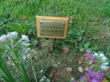 image of grave number 819991
